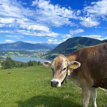 Heidi Mit