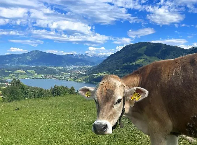 Heidi Mit